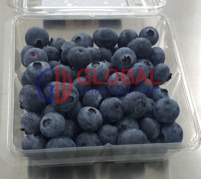 Arándanos - Blueberries