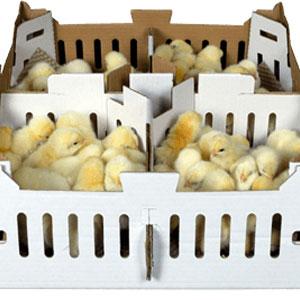 Fondo de caja para la avicultura, Polluelos