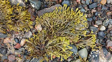 Fucus: the power of marine algae to take care of your health