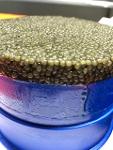 caviar negro de esturion