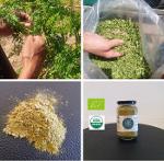 Aceite de semilla de mostaza - DISTRIBUIDOR MAYORISTA DE MATERIAS PRIMAS -  B2B - NATURAL POLAND - Distribuidor Mayorista de Materias Primas