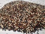 Semillas de Quinoa Tricolor