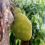 Durian entero fresco