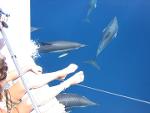 Avistamiento de delfines en barco