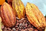 COCOA BEANS AND PASTE
