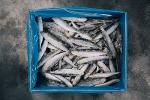 Pescado sardina fresco congelado