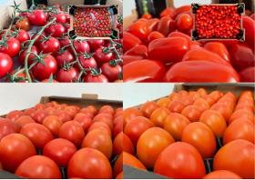 Tomate by Ecoinver