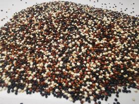 Semillas de Quinoa Tricolor