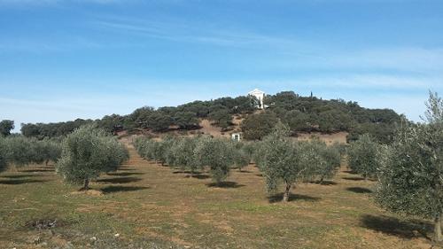Finca de olivos Málaga