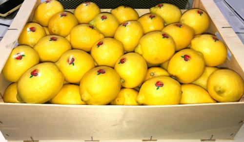 limon primafiori