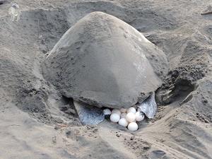 tortugas marinas en africa
