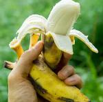 Plátano Cavendish fresco